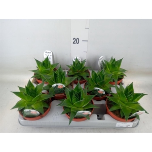 Aloe aristata 'Cosmo'