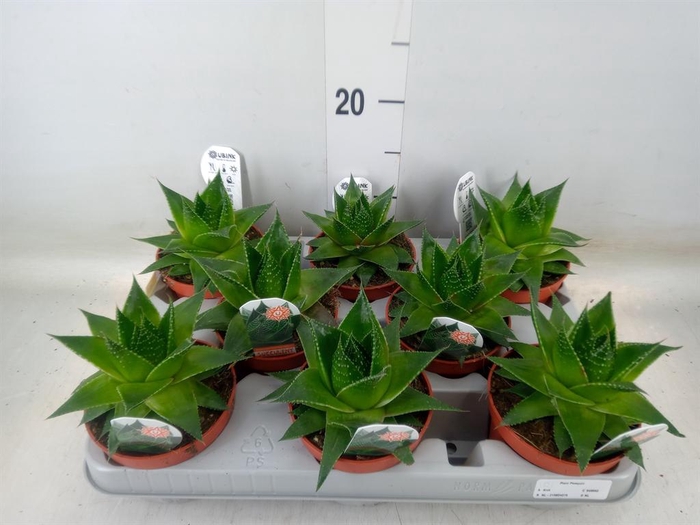 <h4>Aloe aristata 'Cosmo'</h4>