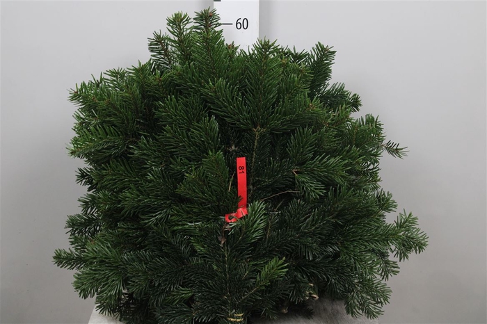 <h4>Abies Nordmann Bs</h4>