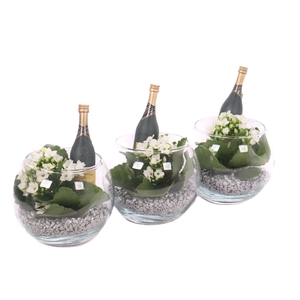 Opgemaakte kalanchoe boule glas met zilver grit en champ. fles