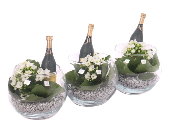 <h4>Opgemaakte kalanchoe boule glas met zilver grit en champ. fles</h4>