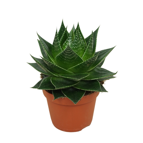 <h4>Aloe 'Cosmo'</h4>