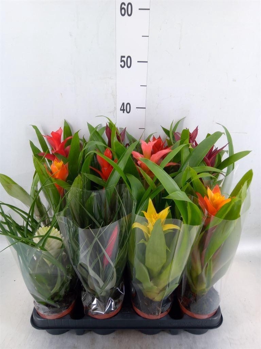 <h4>Bromelia   ...mix</h4>
