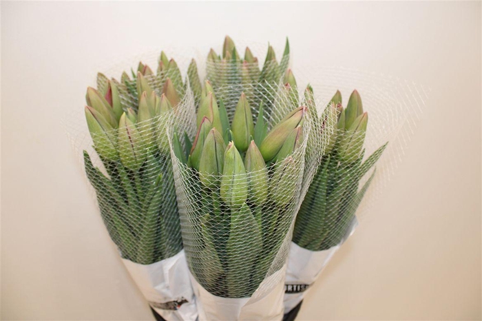 <h4>Tu Fr En Romaine</h4>