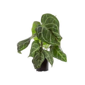 ANTHURIUM CRYSTALLINUM P17
