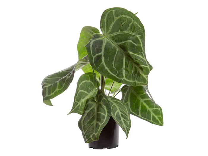 <h4>ANTHURIUM CRYSTALLINUM P17</h4>