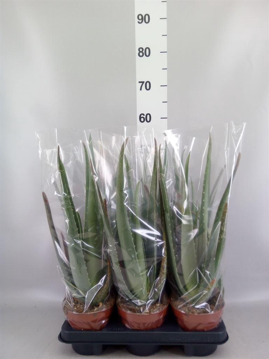 <h4>Aloe vera</h4>