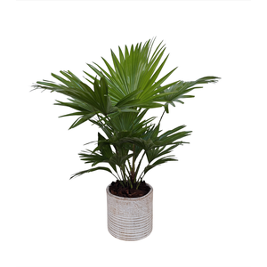 Livistona in Molly pot