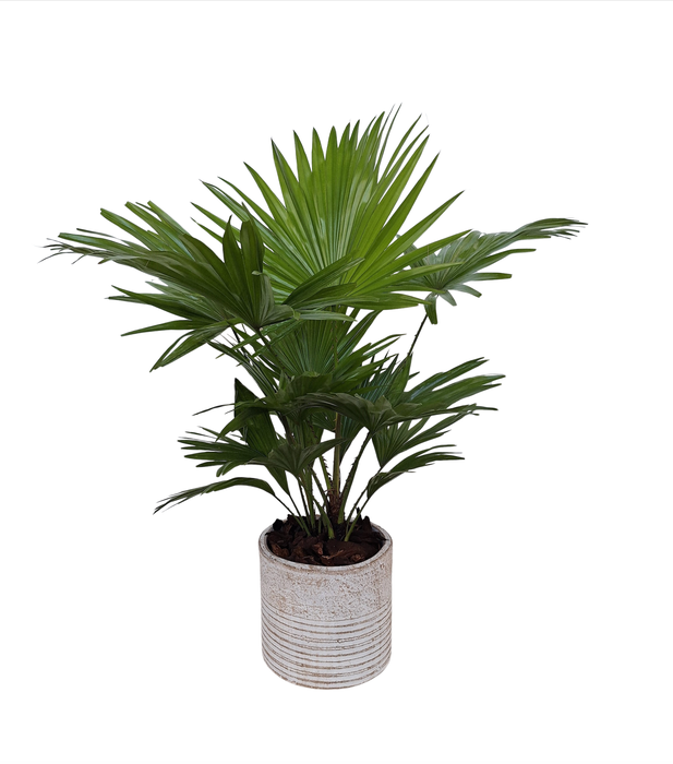 <h4>Livistona in Molly pot</h4>