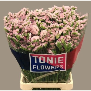 LIM S APRI SUN BIRDS