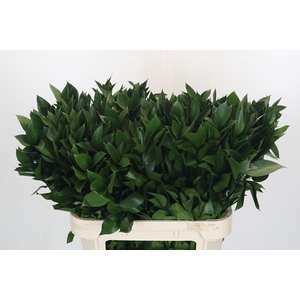 RUSCUS HYPOPHYLLUM