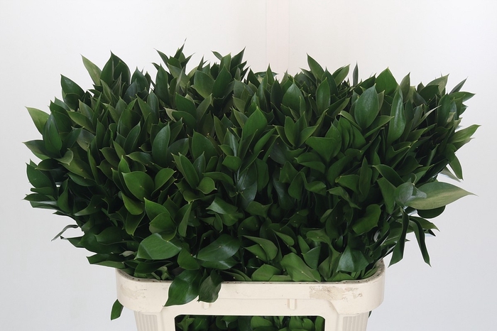 <h4>RUSCUS HYPOPHYLLUM</h4>