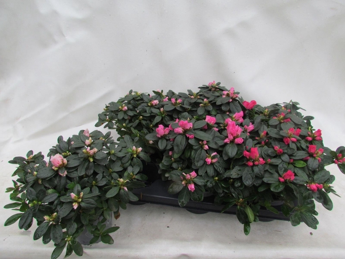 <h4>RHODO SI VOGEL GEM</h4>