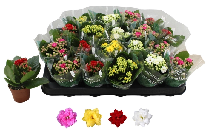 <h4>KAL GE RO GEM 4 KL</h4>