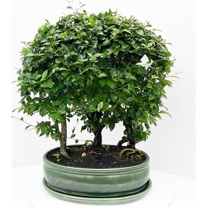 Duranta variagata, pot 36 cm , with driptray. (single item)