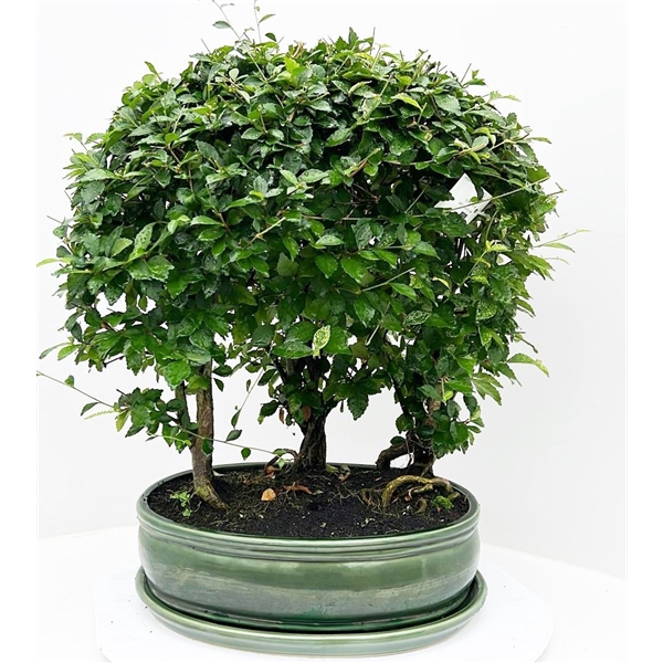 <h4>Duranta variagata, pot 36 cm , with driptray. (single item)</h4>