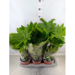 Fatsia japonica   ...