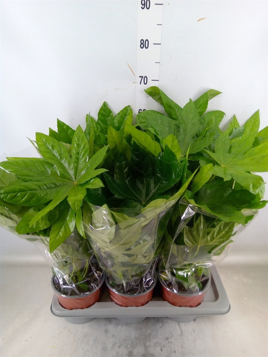 <h4>Fatsia japonica   ...</h4>