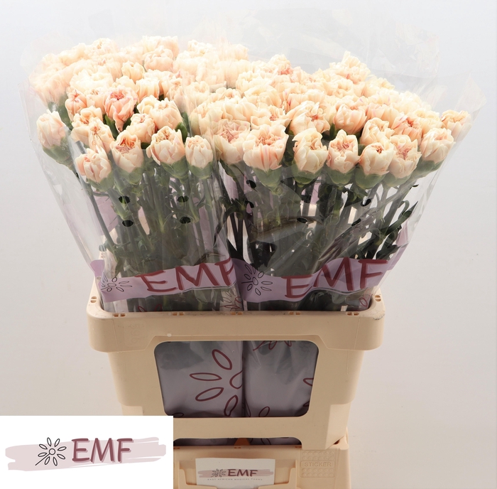 <h4>DI ST APPLE TEA</h4>