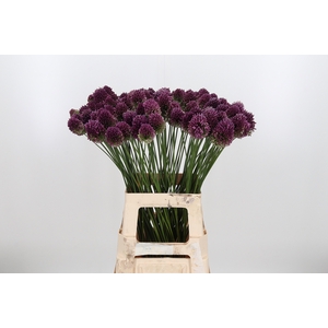 Allium Sphaerocephal (kogel)