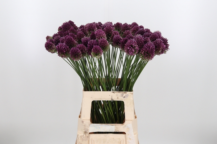 <h4>Allium Sphaerocephal (kogel)</h4>