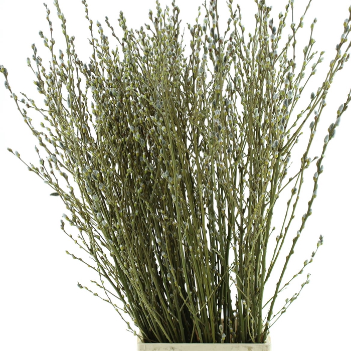 <h4>Salix Wilgenkatjes Vertakt</h4>