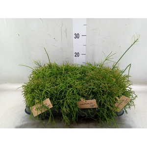 Rhipsalis baccifera 'Oasis'