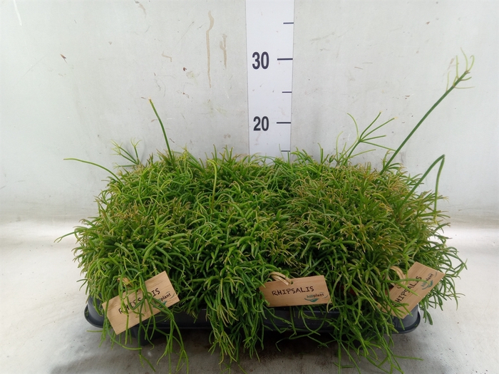 <h4>Rhipsalis baccifera 'Oasis'</h4>