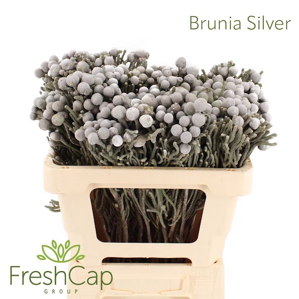 <h4>Brunia Leavis (silver Brunia)</h4>