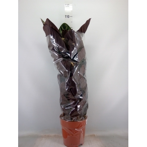 Calathea sanderiana