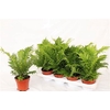 Blechnum Silver Lady