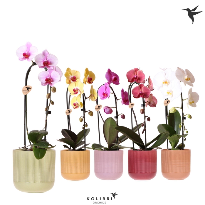 <h4>Kolibri Orchids Cascade Niagara Fall mix 1 spike in Flare pot mix</h4>