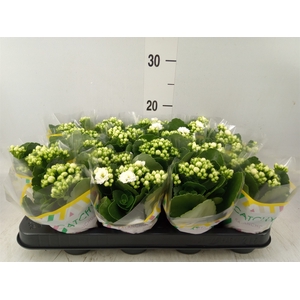 Kalanchoe  'Sunny White'