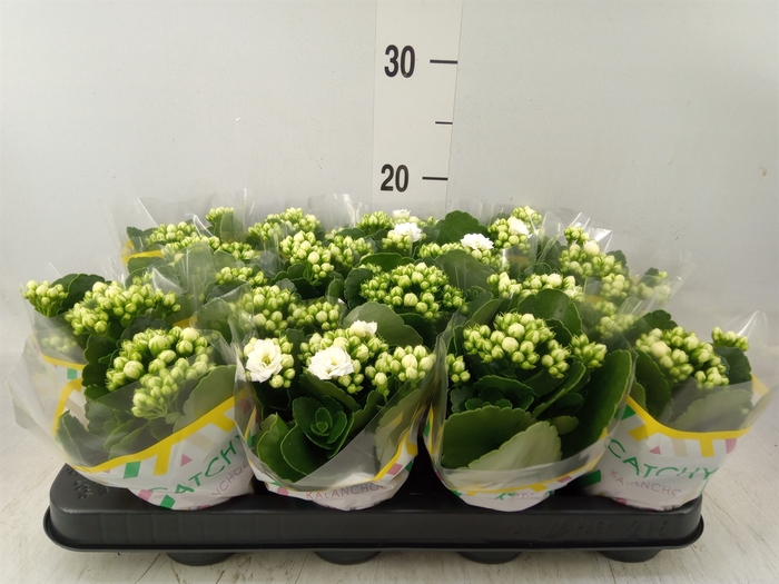 <h4>Kalanchoe  'Sunny White'</h4>