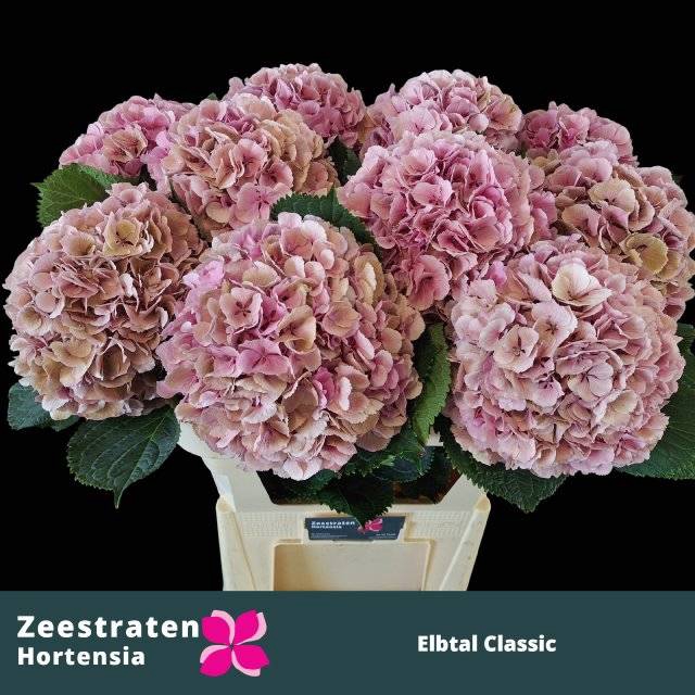 <h4>HYDR M ELBTAL CL</h4>