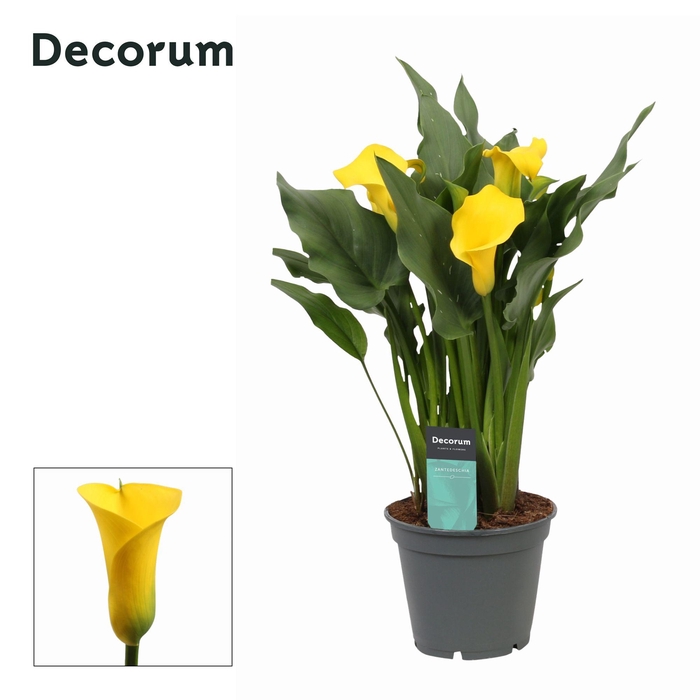 <h4>Zantedeschia (Calla) Geel (Decorum)</h4>