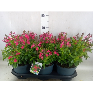 Salvia greggii 'Mirage Hot Pink'