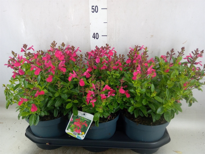 <h4>Salvia greggii 'Mirage Hot Pink'</h4>