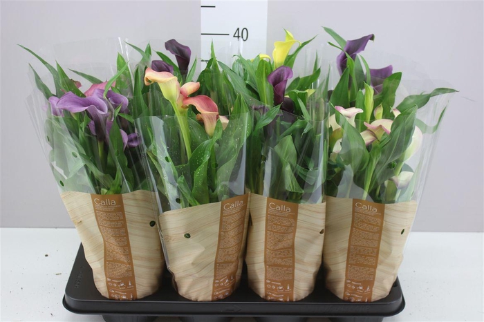 <h4>Zant Gemengd</h4>