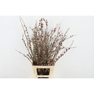 SALIX RED PASSION 080CM