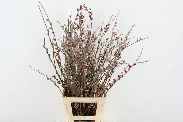 <h4>SALIX RED PASSION 080CM</h4>