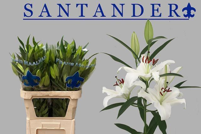 <h4>LI OR SANTANDER</h4>