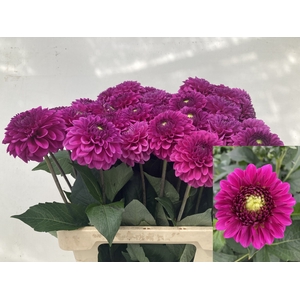 DAHL BALL PURPLE FOX