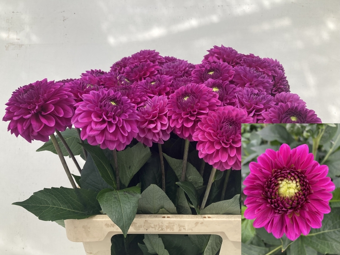 <h4>Dahlia Purple Fox Punthuis</h4>