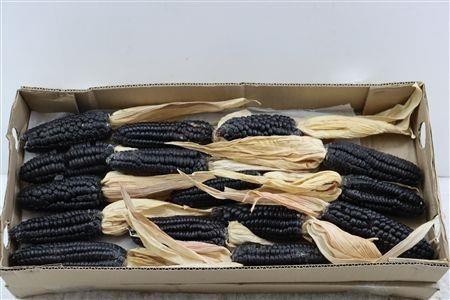 <h4>ZEA MAYS</h4>