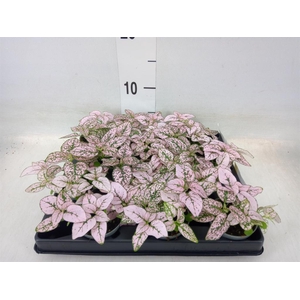 Hypoestes phyllo.   ...