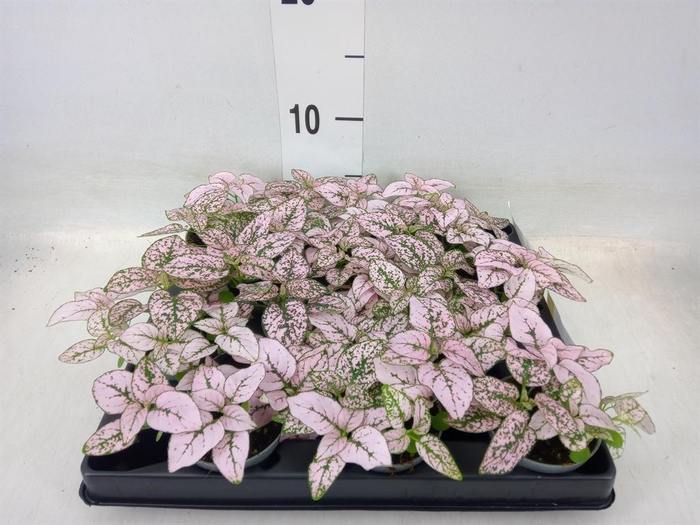 <h4>Hypoestes phyllo.   ...</h4>