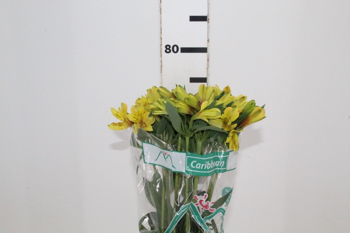 <h4>ALSTROEMERIA CARIBBEAN 080 CM</h4>