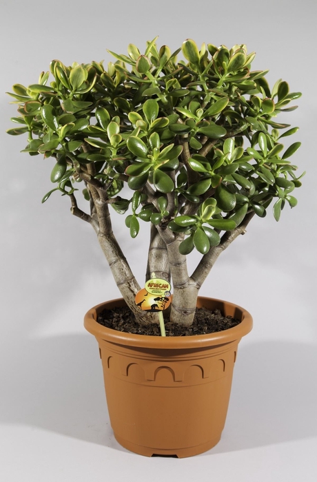 <h4>Crassula ovata 'Hummels Sunset'</h4>