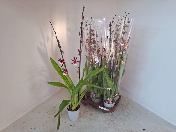 <h4>CAMBRIA GRP GEM</h4>